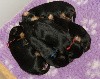  - 6 nouveaux bébés sont arrivés à la maison...
