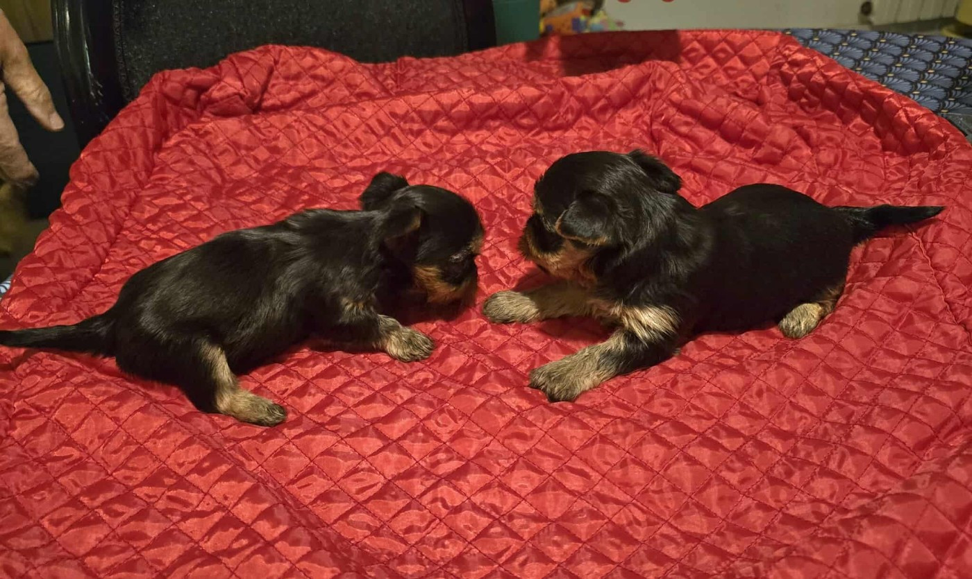 Bonjour les bébés !!!