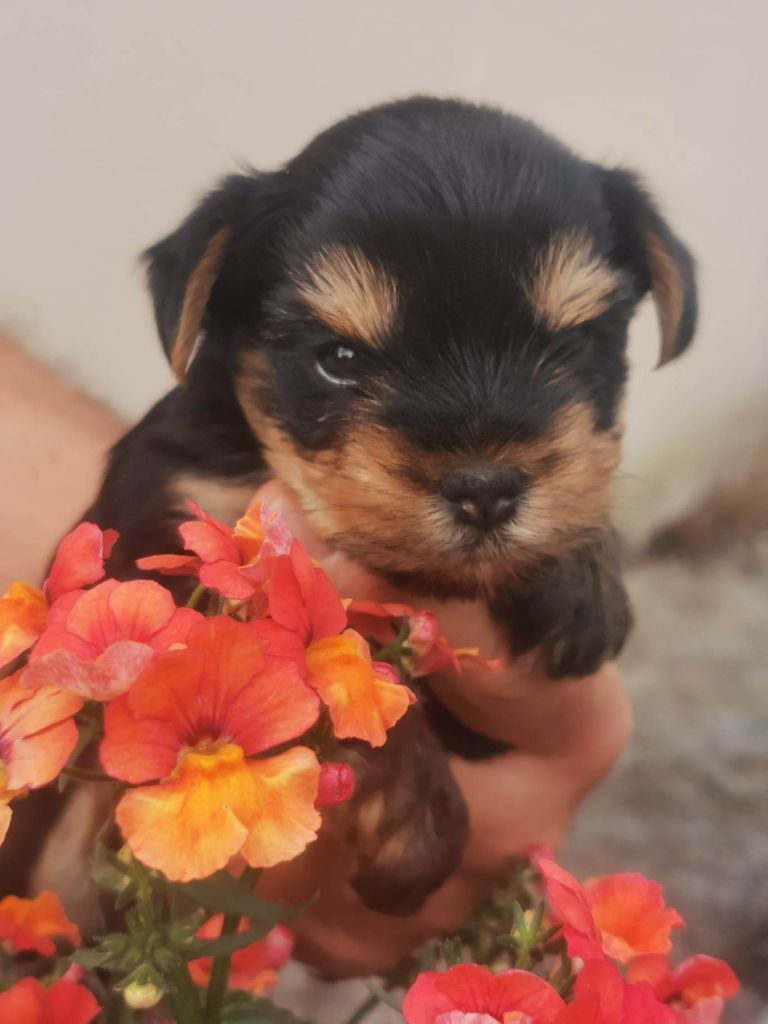 Chiots de portées précédentes