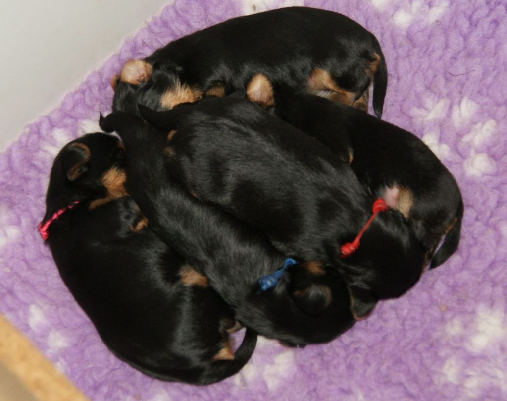 Bébés de Romance et Remember Me