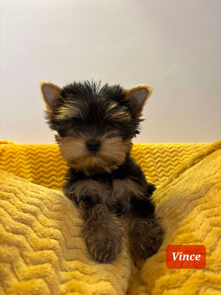 Du Domaine De La Lézardière - Chiots disponibles - Yorkshire Terrier