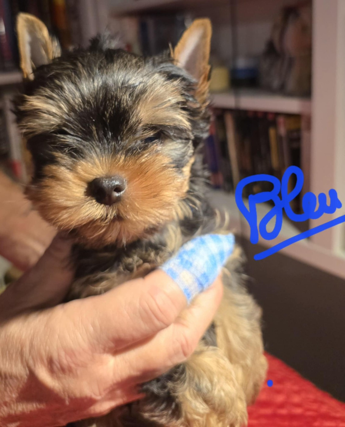 Du Domaine De La Lézardière - Chiots disponibles - Yorkshire Terrier