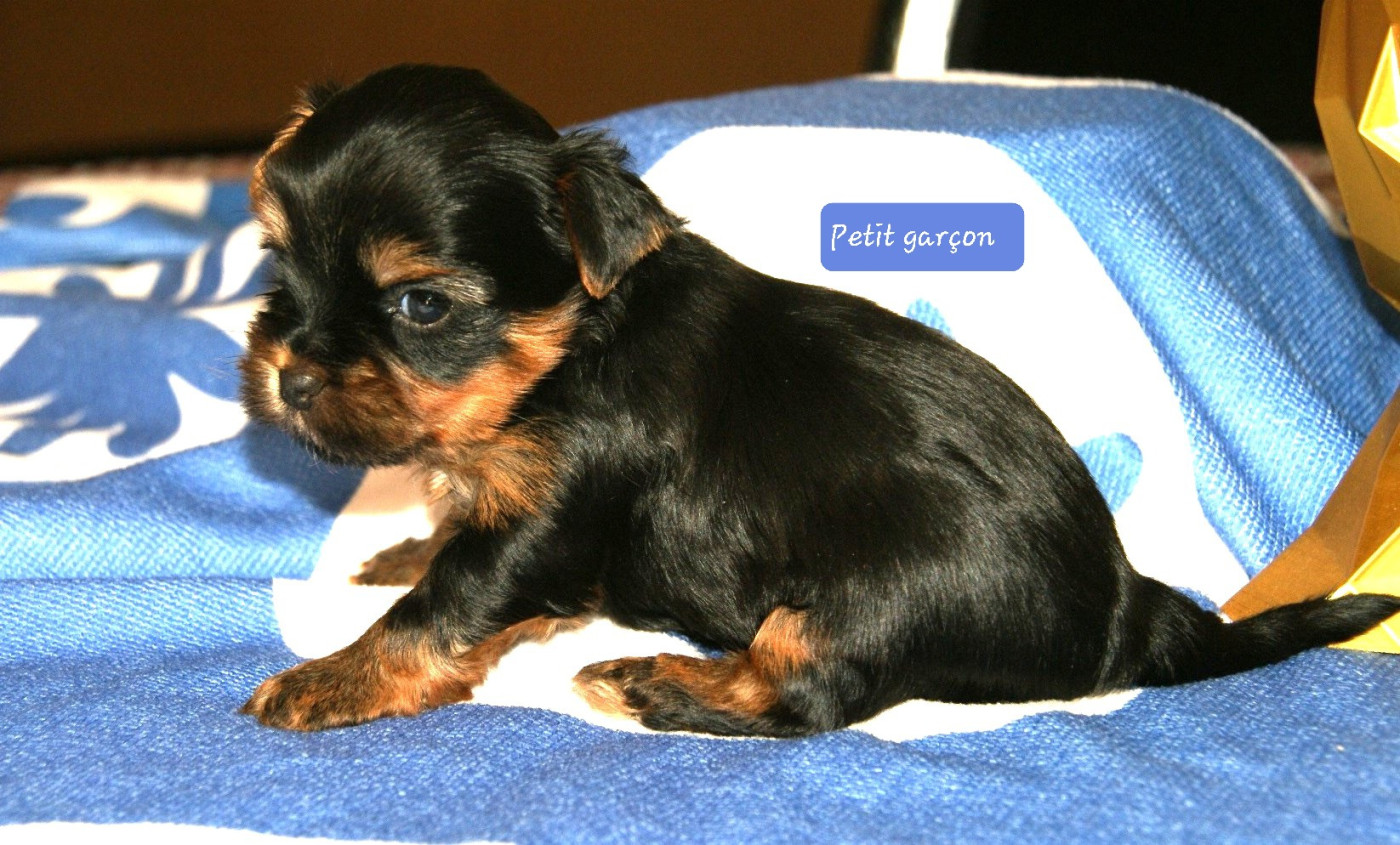 Du Domaine De La Lézardière - Chiots disponibles - Yorkshire Terrier