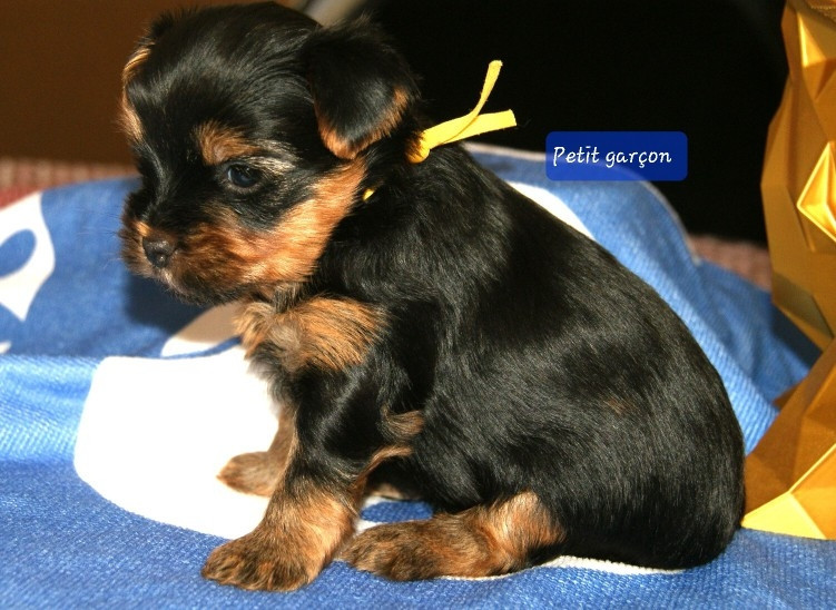 Du Domaine De La Lézardière - Chiots disponibles - Yorkshire Terrier