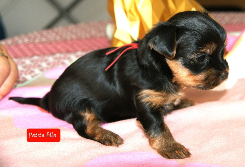 Du Domaine De La Lézardière - Chiots disponibles - Yorkshire Terrier