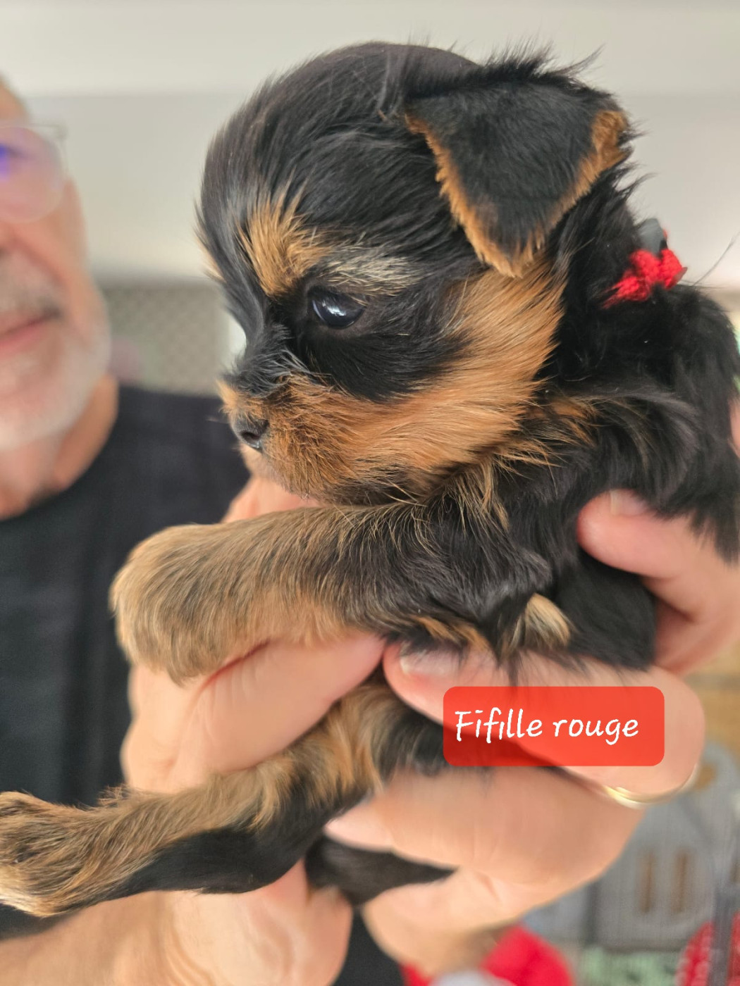 Du Domaine De La Lézardière - Chiots disponibles - Yorkshire Terrier