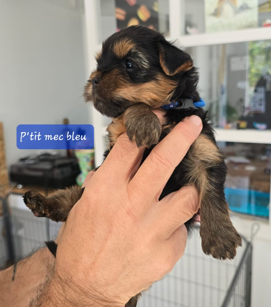 Du Domaine De La Lézardière - Chiots disponibles - Yorkshire Terrier