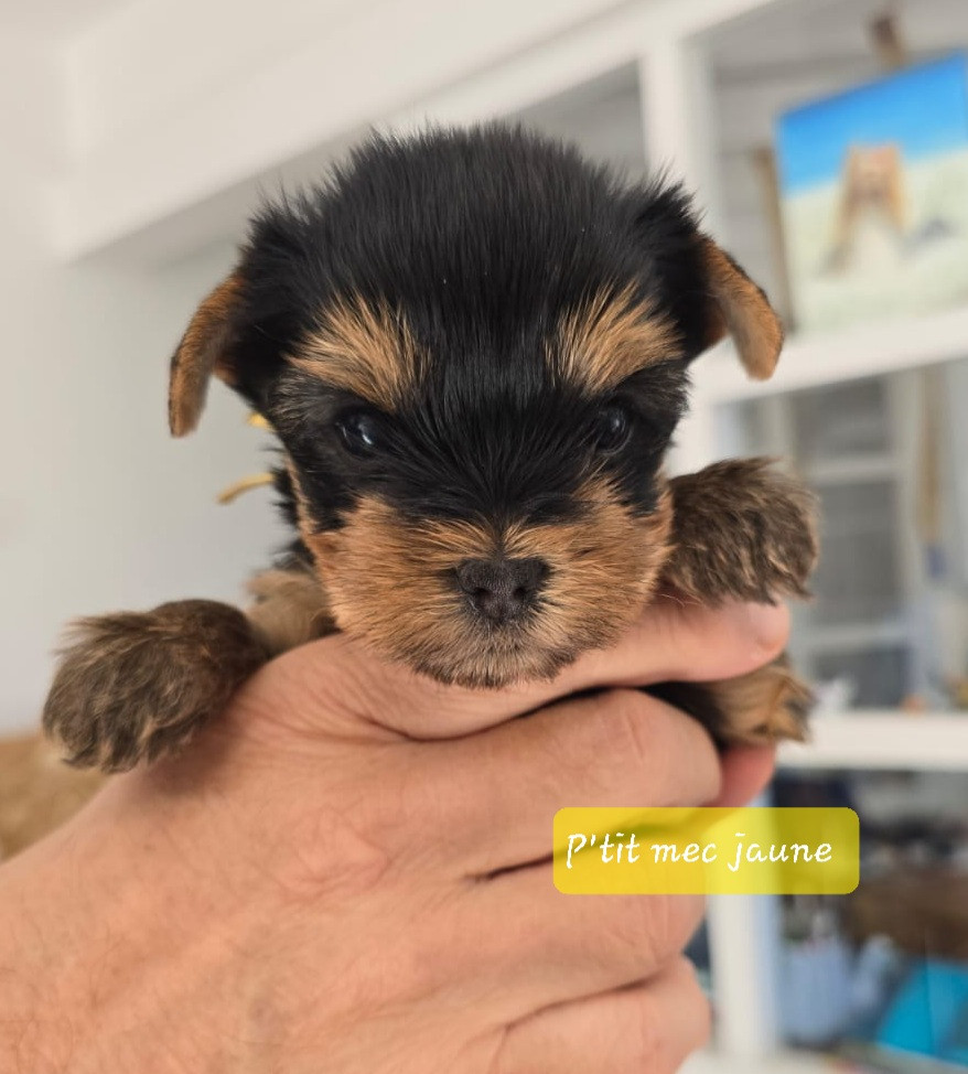 Du Domaine De La Lézardière - Chiots disponibles - Yorkshire Terrier