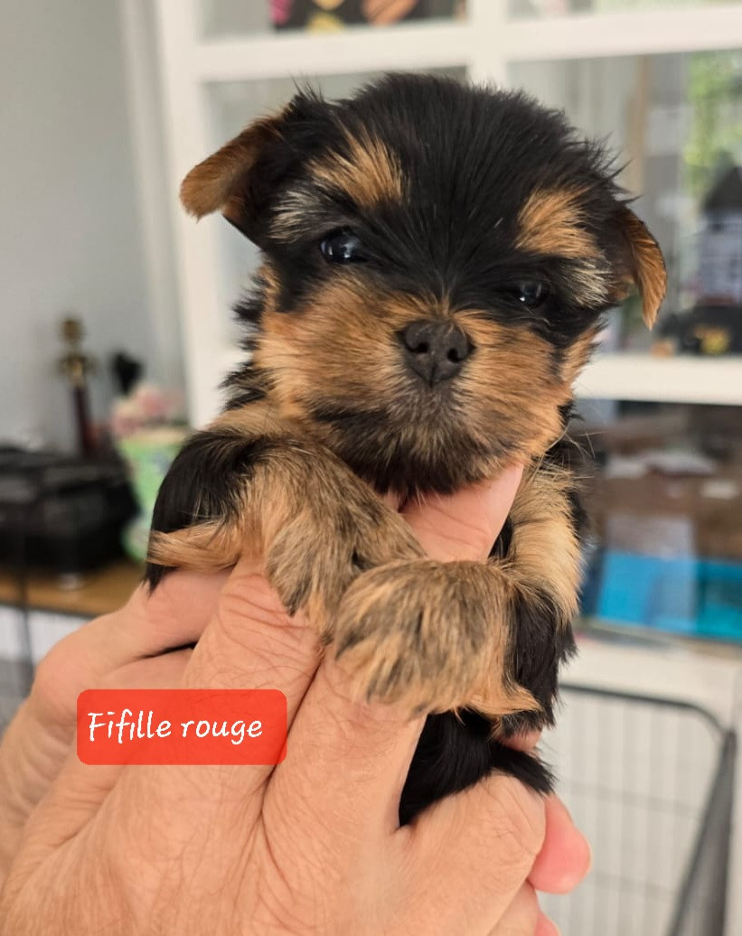 Du Domaine De La Lézardière - Chiots disponibles - Yorkshire Terrier