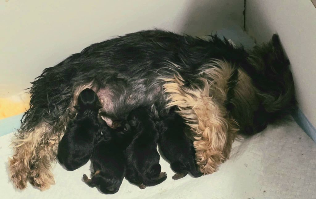 Du Domaine De La Lézardière - Yorkshire Terrier - Portée née le 23/11/2024