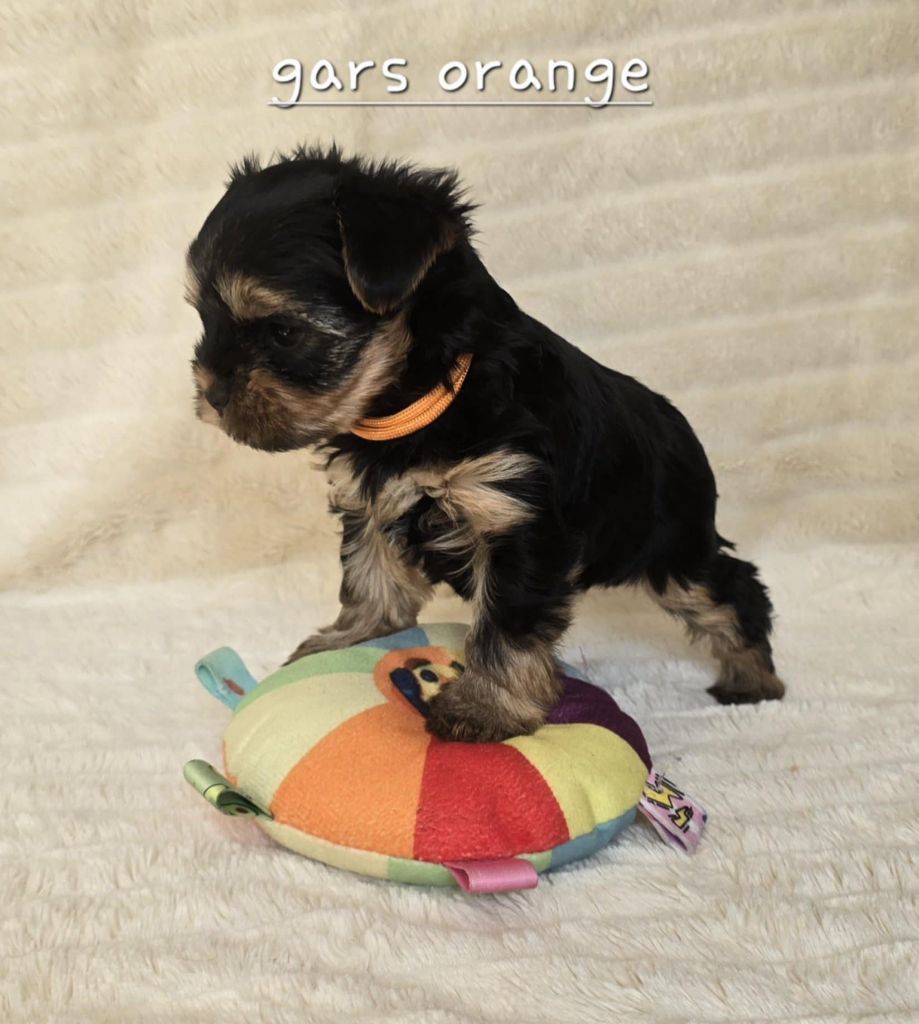 Du Domaine De La Lézardière - Chiots disponibles - Yorkshire Terrier