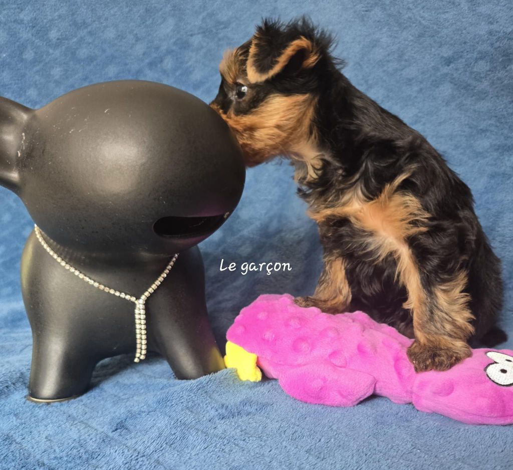 Du Domaine De La Lézardière - Chiots disponibles - Yorkshire Terrier