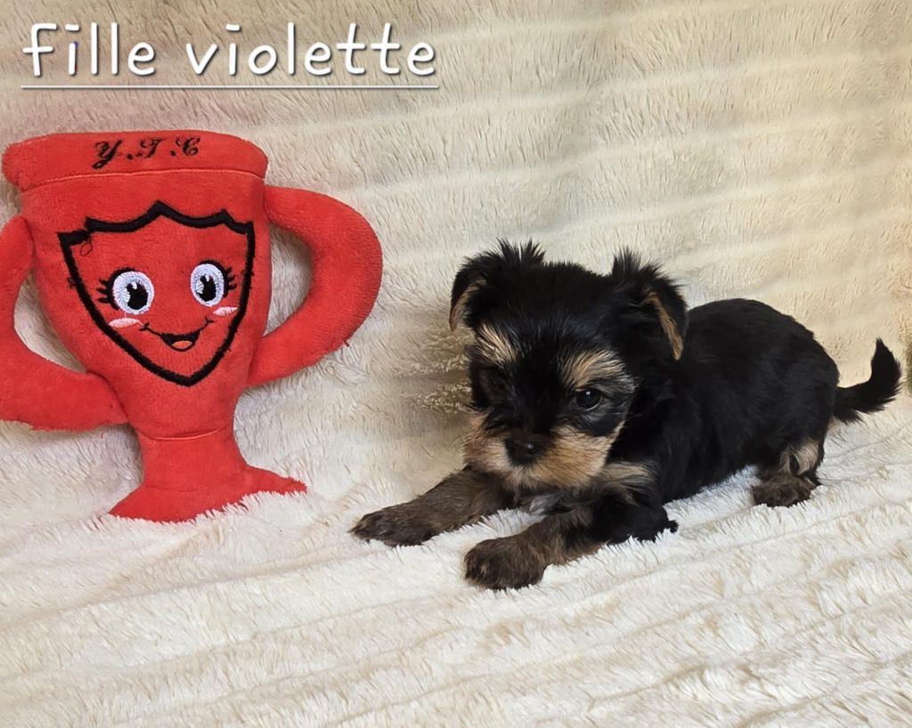 Du Domaine De La Lézardière - Chiots disponibles - Yorkshire Terrier