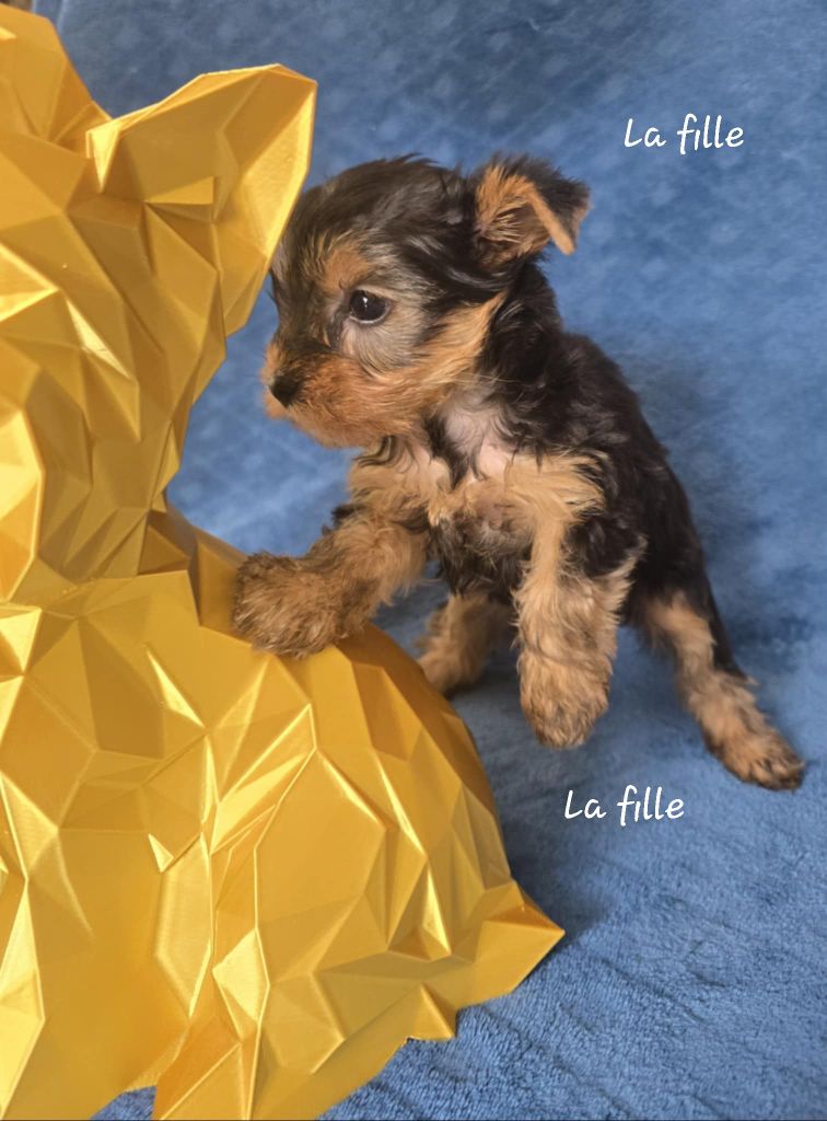 Du Domaine De La Lézardière - Chiots disponibles - Yorkshire Terrier