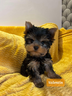 Valentin