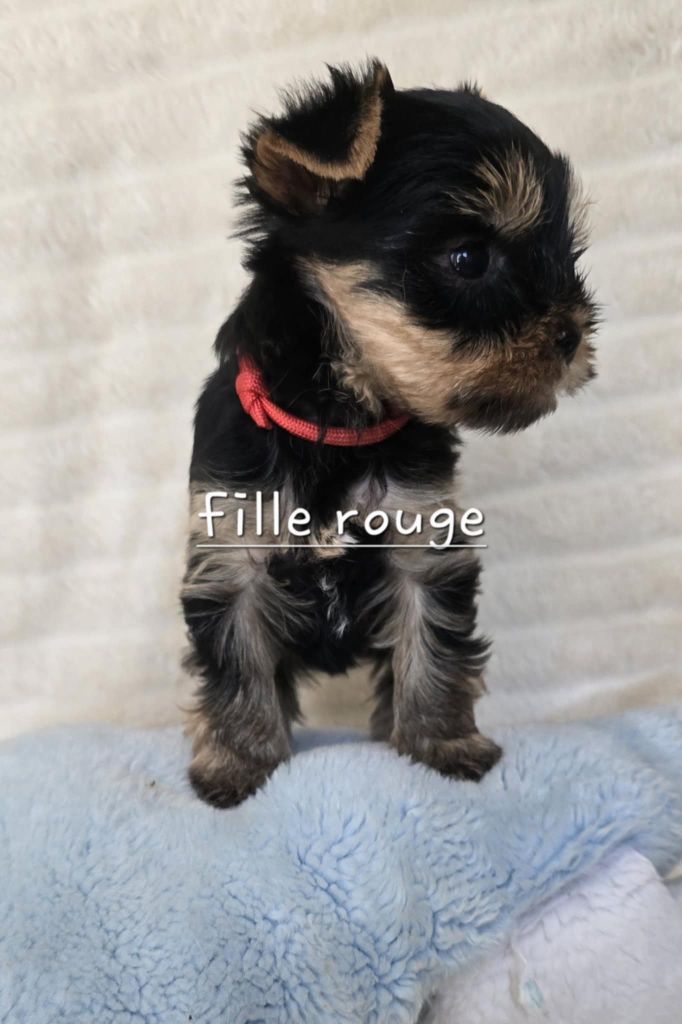 Du Domaine De La Lézardière - Chiots disponibles - Yorkshire Terrier