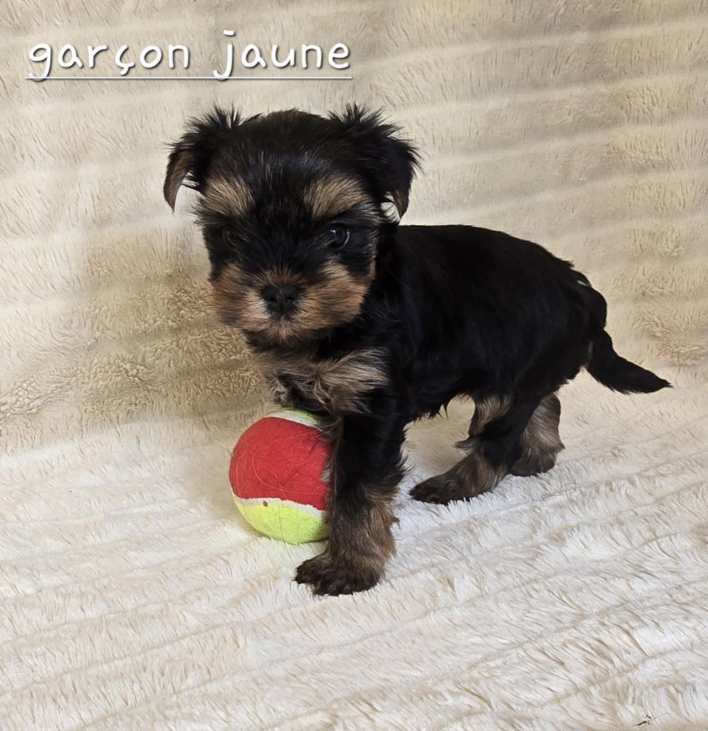 Du Domaine De La Lézardière - Chiots disponibles - Yorkshire Terrier