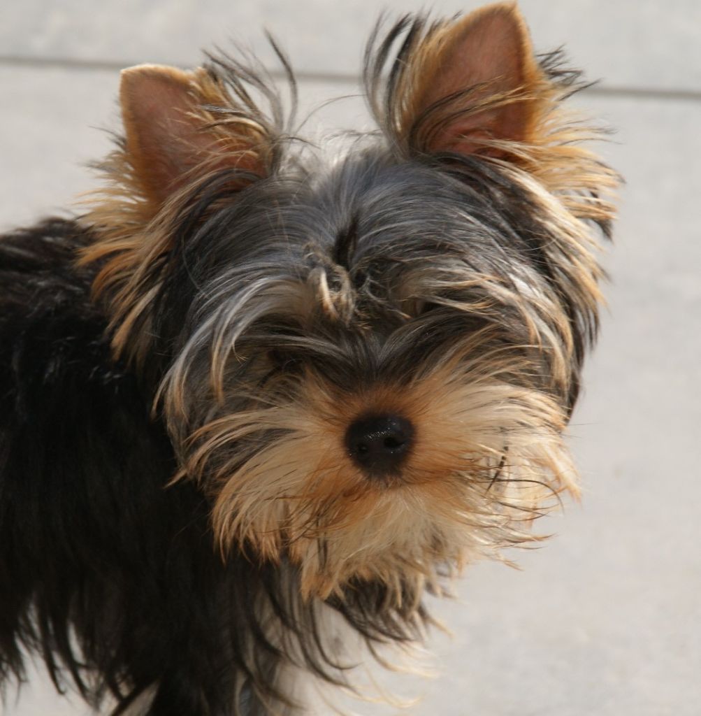 Du Domaine De La Lézardière - Chiots disponibles - Yorkshire Terrier