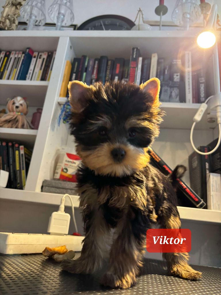 Du Domaine De La Lézardière - Chiots disponibles - Yorkshire Terrier