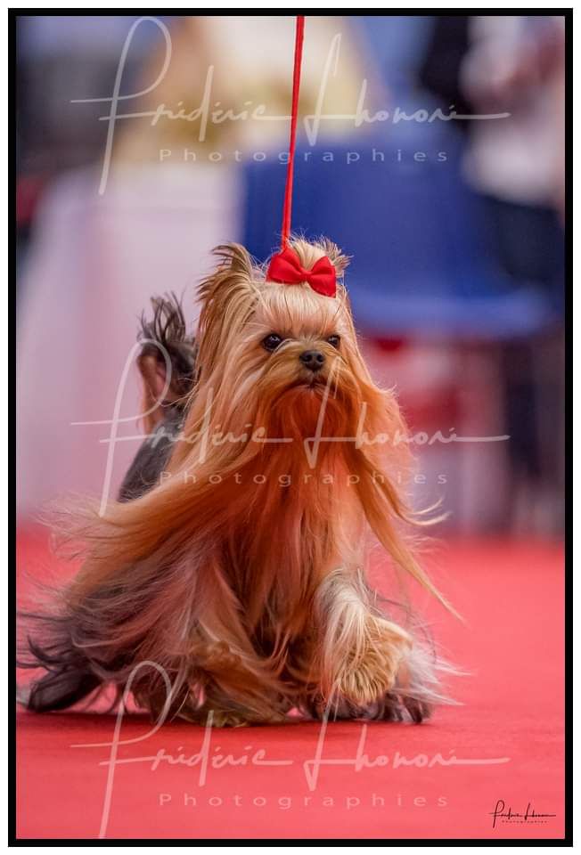 Christmas - Drapeaux De Jardin Irish Terrier Par Caroline's